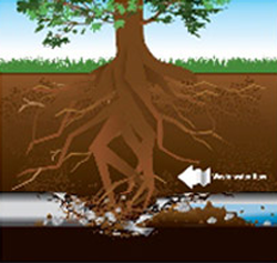 Graphic of tree roots bursting underground sewer pipe in Northern VA.