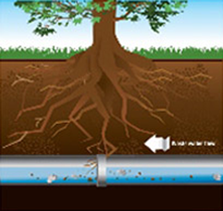 Graphic of tree roots beginning to cause obstruction in underground sewer pipe.