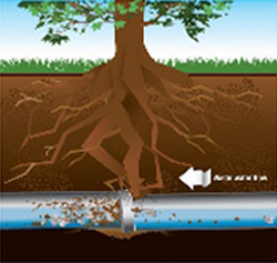 Graphic of tree roots breaking into underground sewer pipe. 